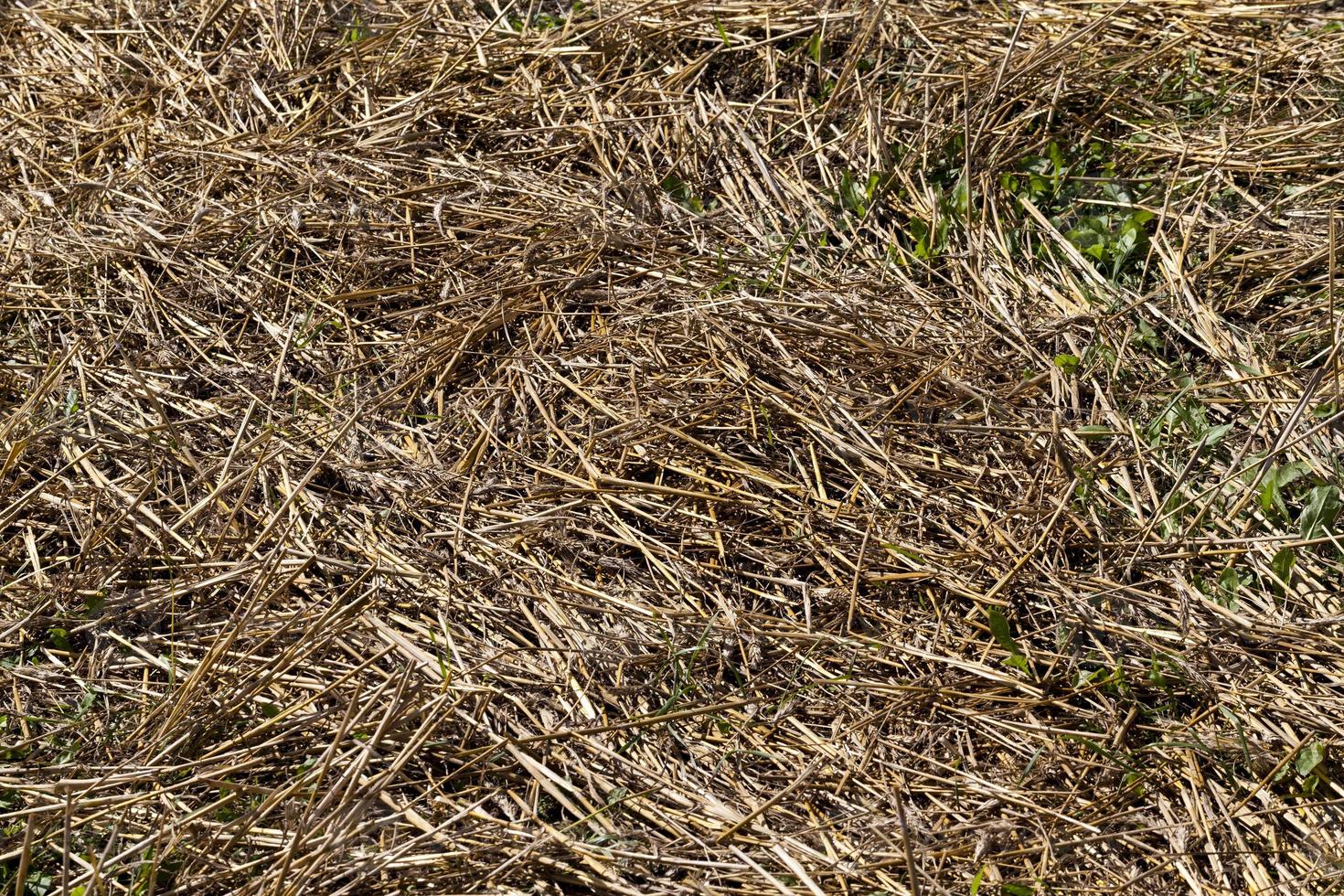 agricultural fields with wheat or rye photo
