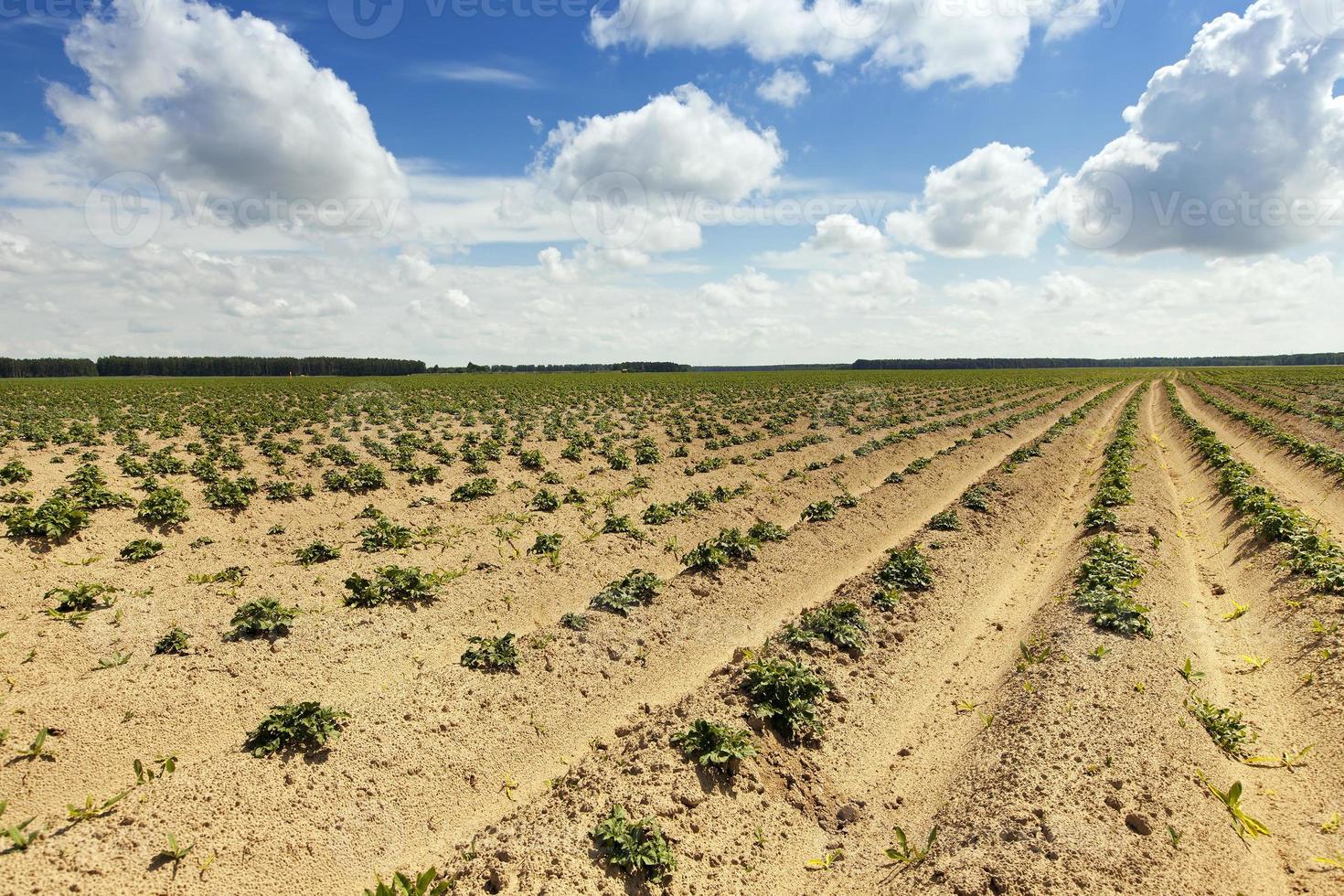 campo de patatas, bielorrusia foto