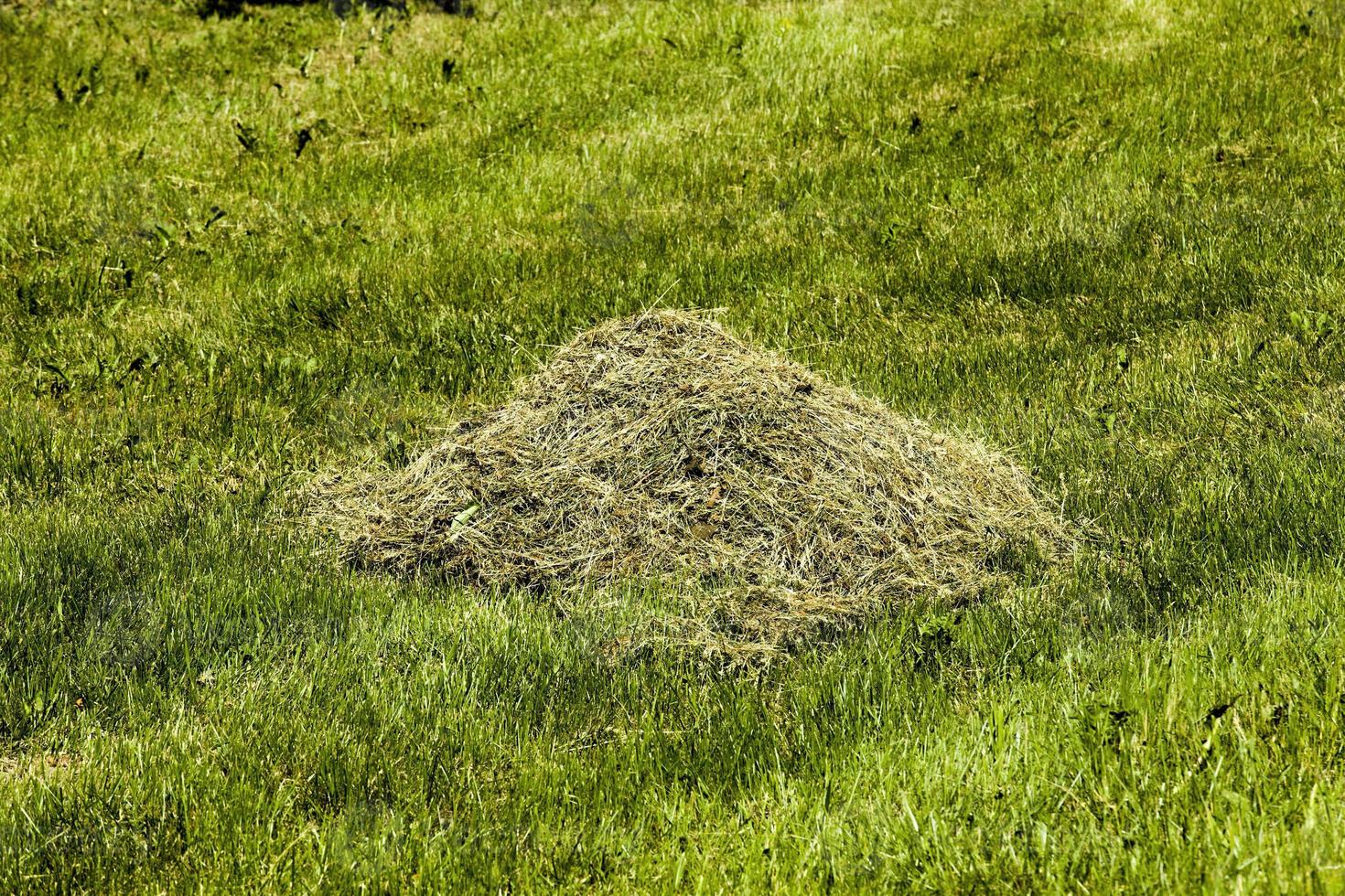 green meadow beveled grass photo