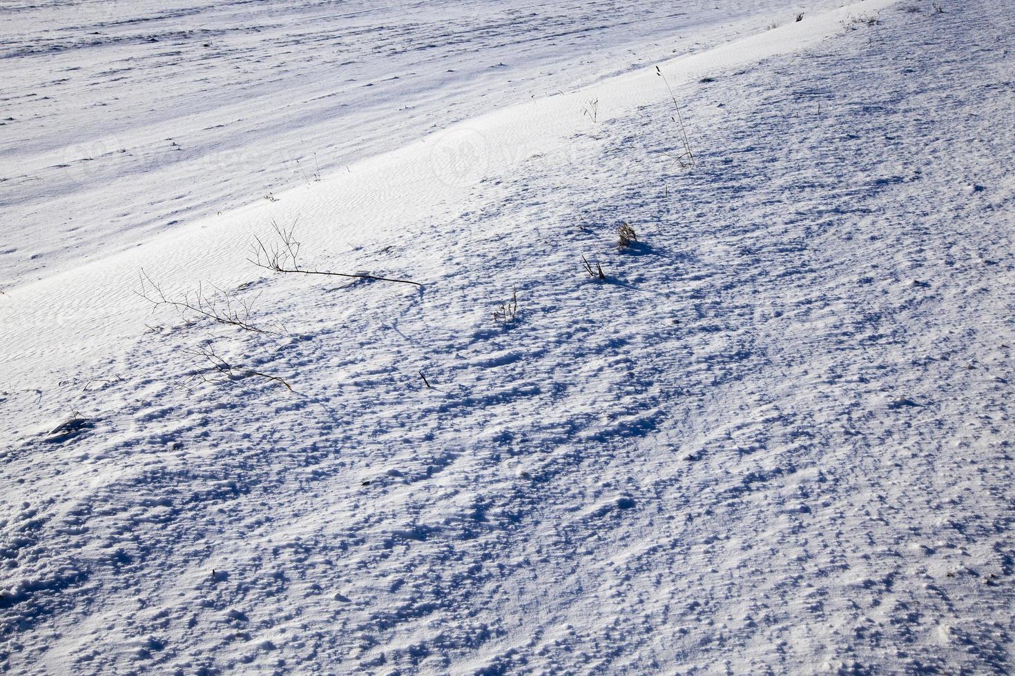 dry grass in the snow covered rural field   dry grass in the snow covered rural field. Photographed close up. photo