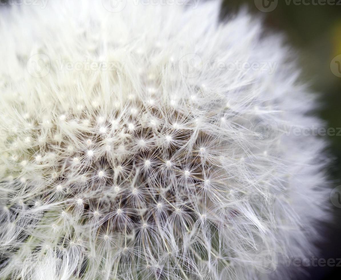 hermoso diente de león blanco foto