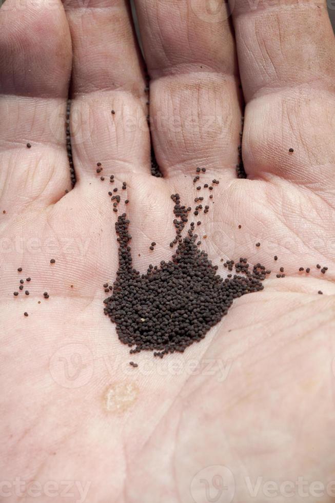 pequeñas semillas de amapola negras foto