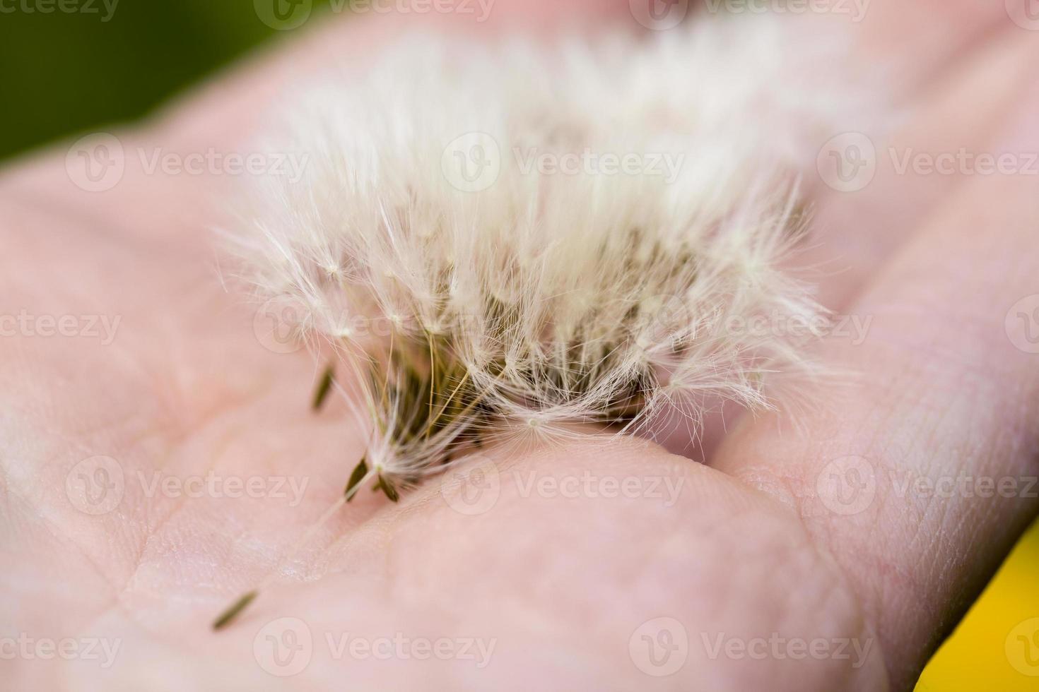 beautiful white dandelion photo