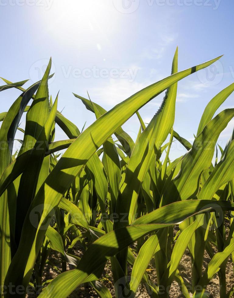 completely filled with corn photo