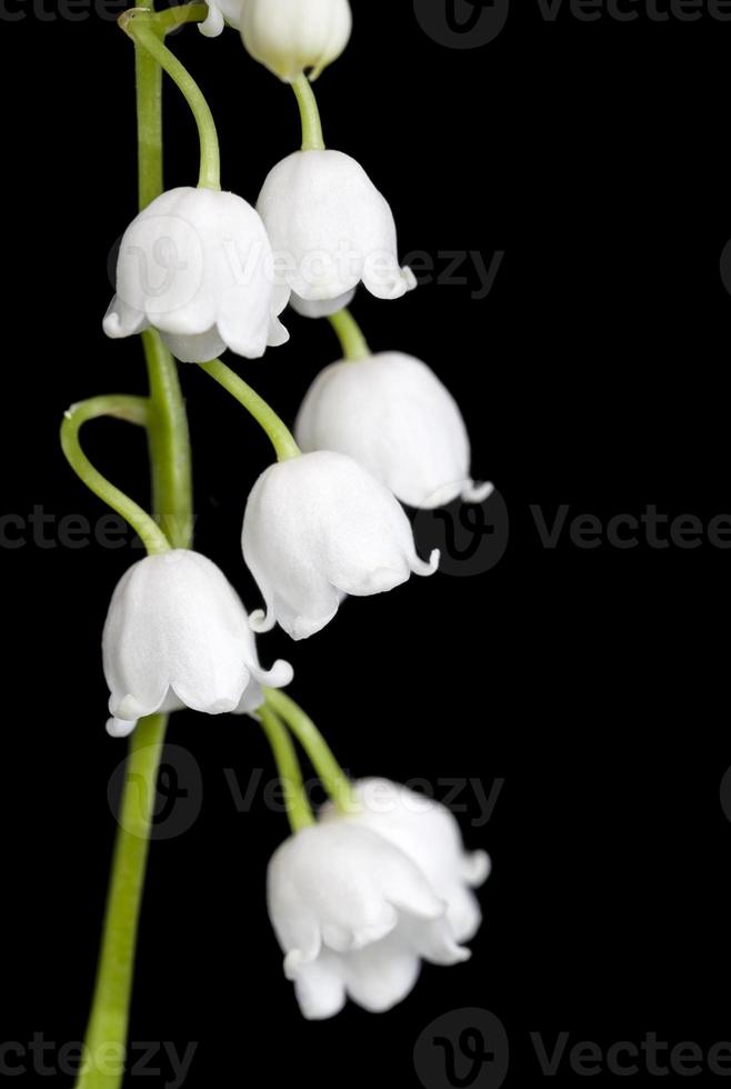 Lily of the valley flowers photo