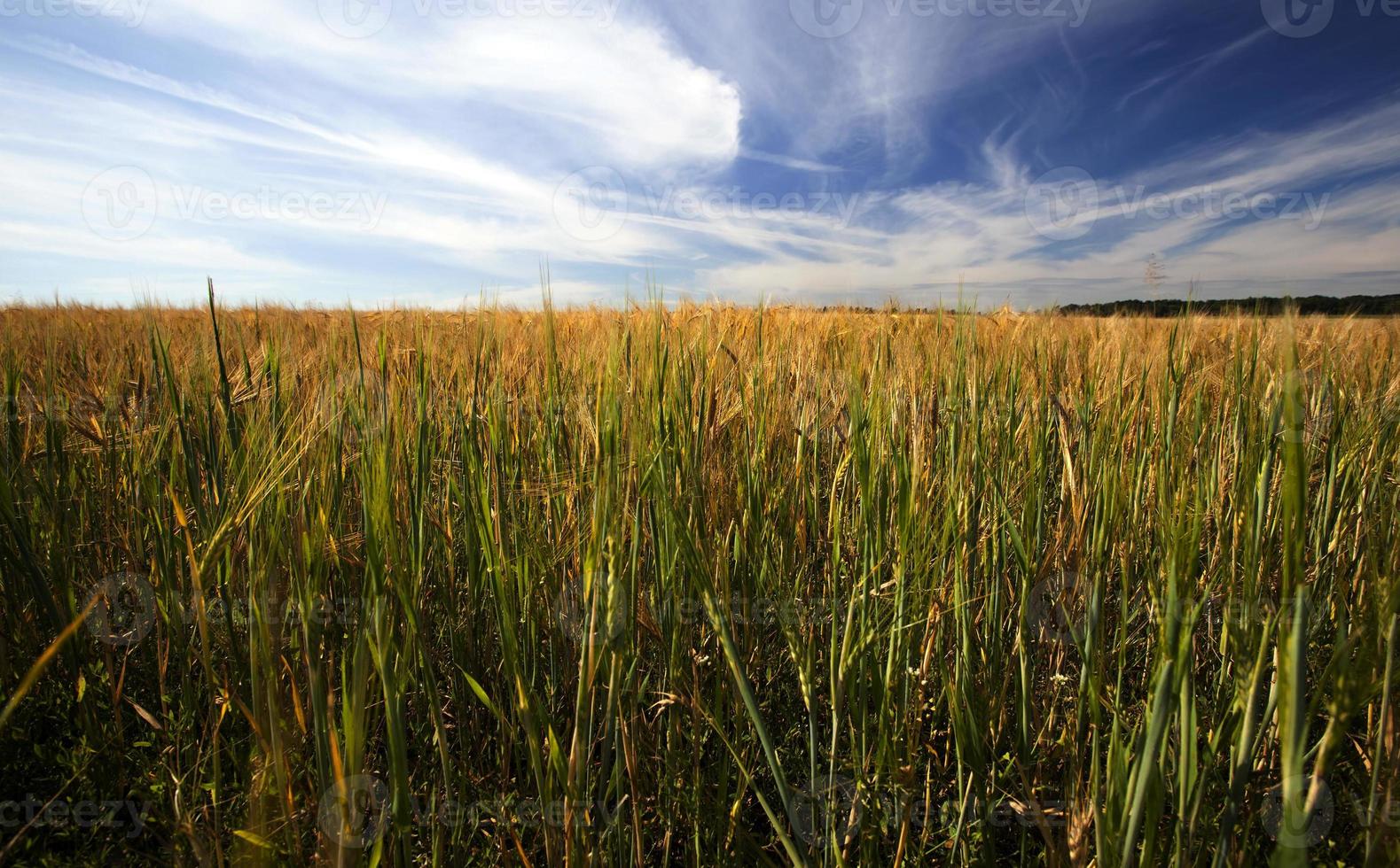 summer agricultural field photo