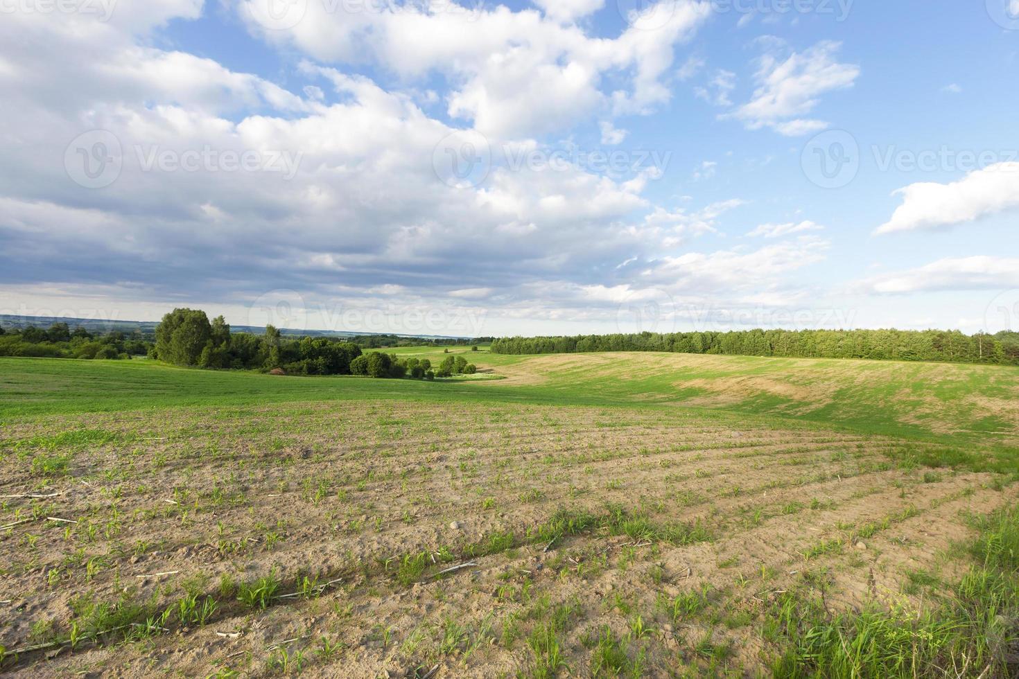 agricultural field and forest photo