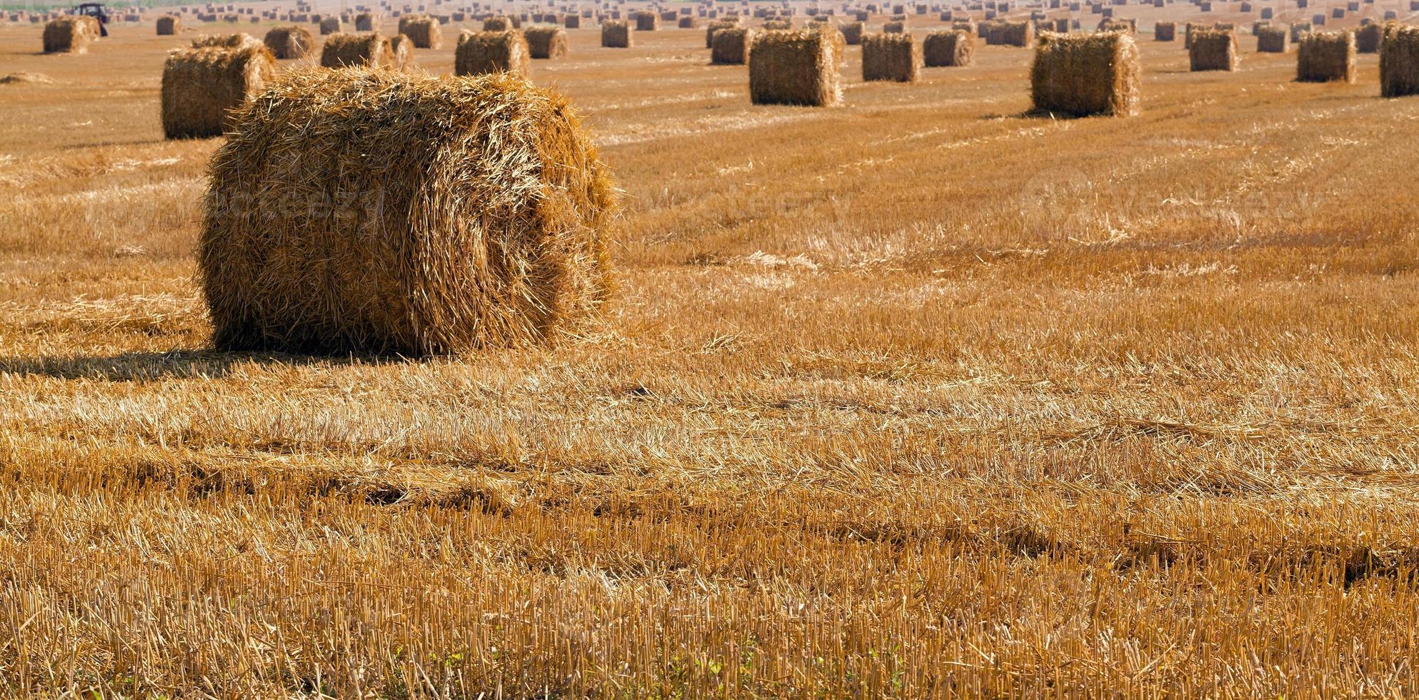 pila de paja en el campo foto