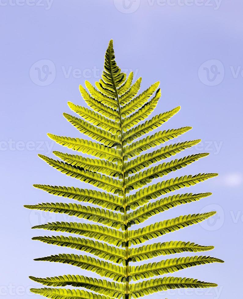 fresh green leaf of a fern photo