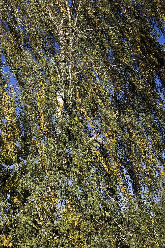 otoño iluminado, primer plano foto