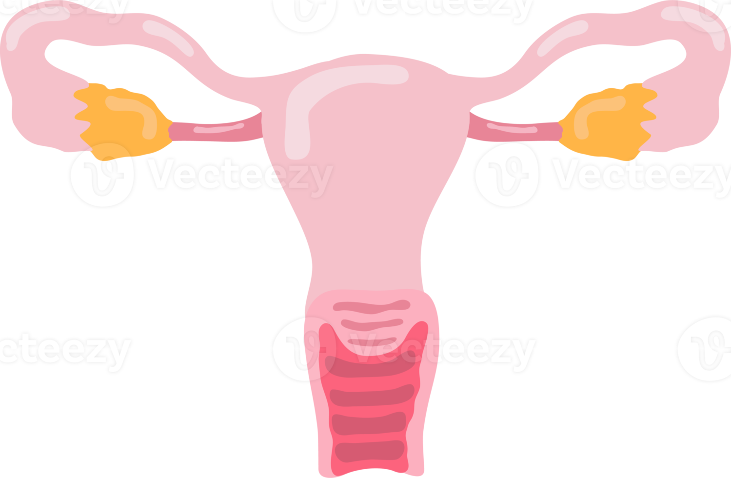 ovary human internal organ anatomy png illustration flat design