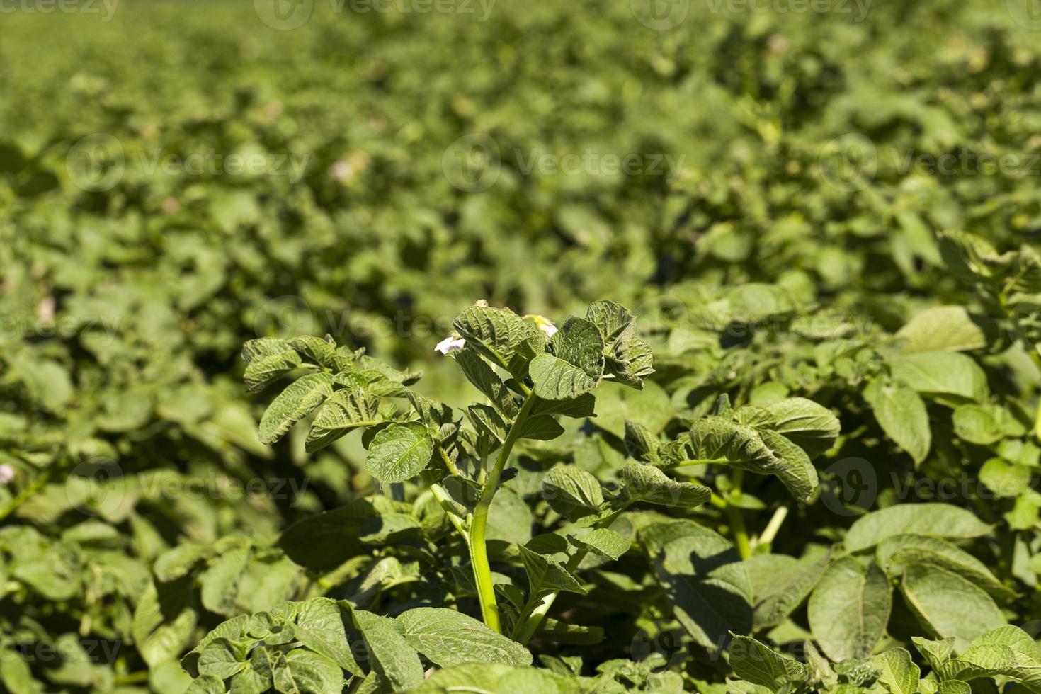 green leaves of potato photo