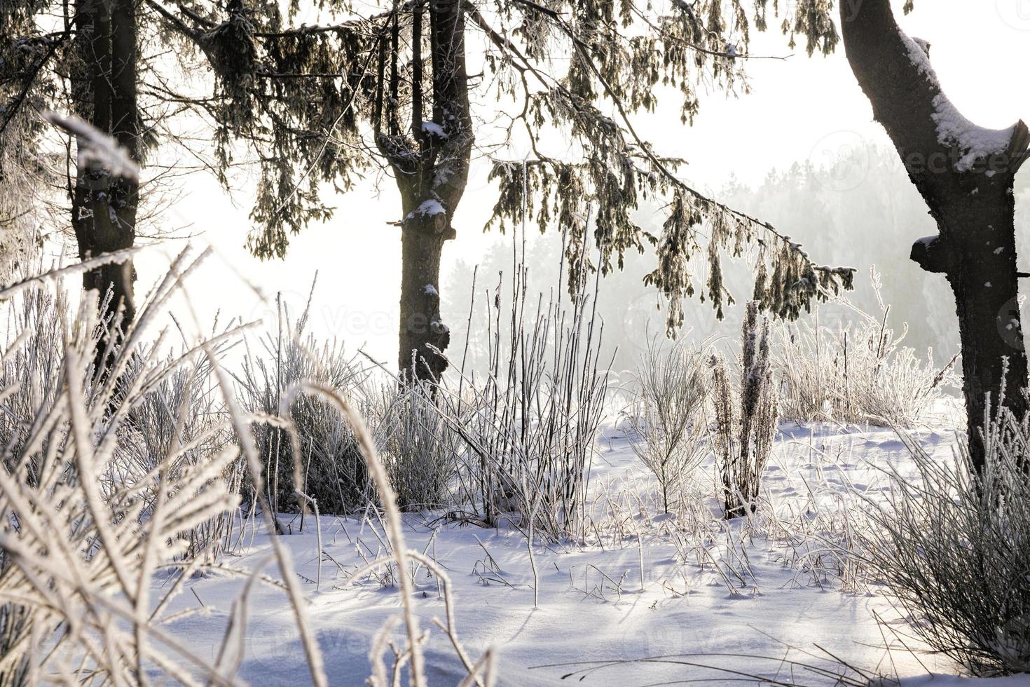 landscape in the winter time photo