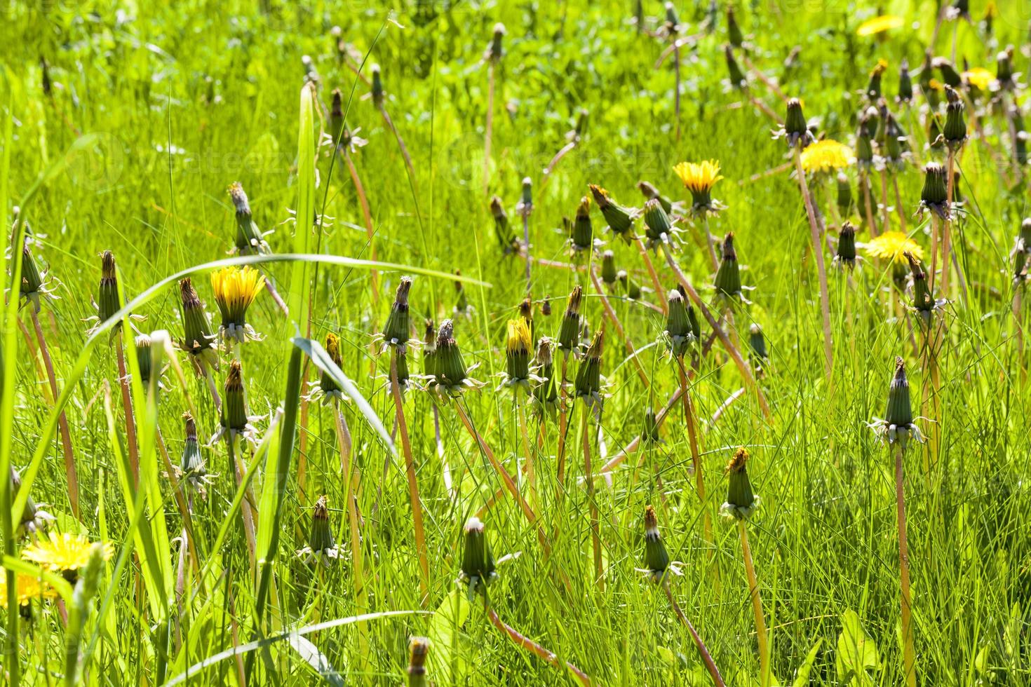 beautiful yellow dandelions photo