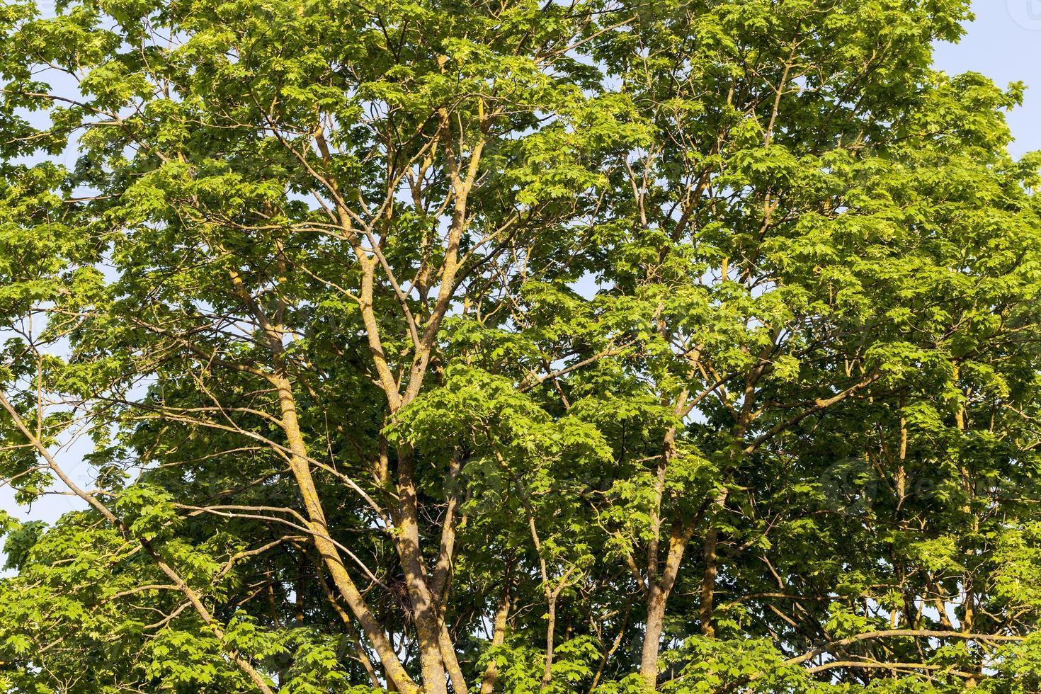 kinds of trees photo