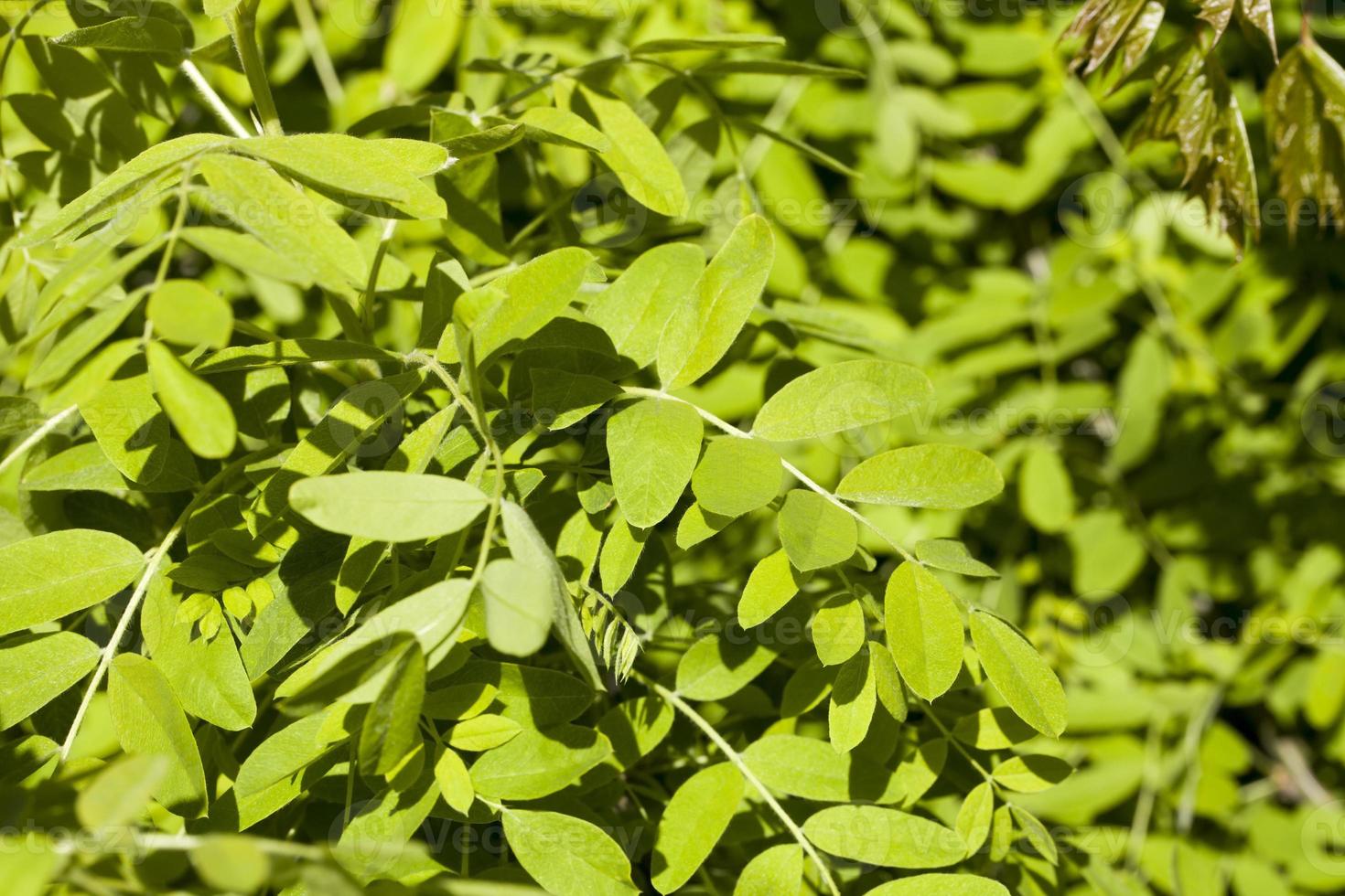 trees and plants photo