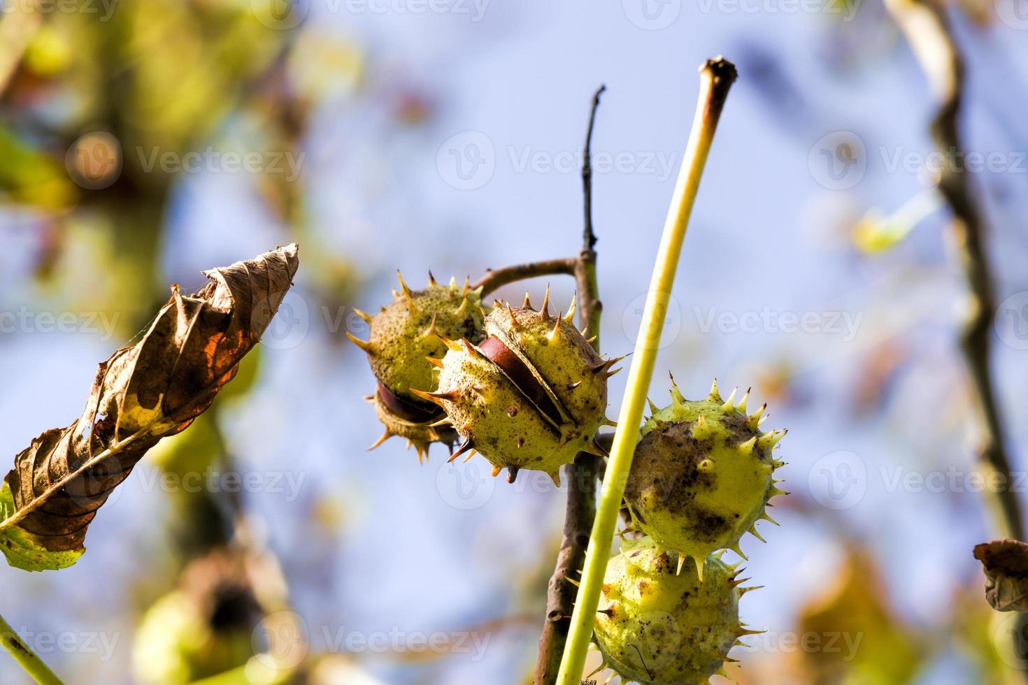 chestnut leaf fall photo