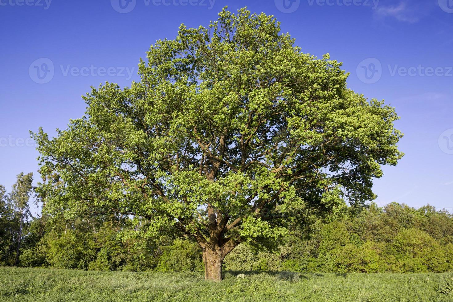 real nature, one tree photo