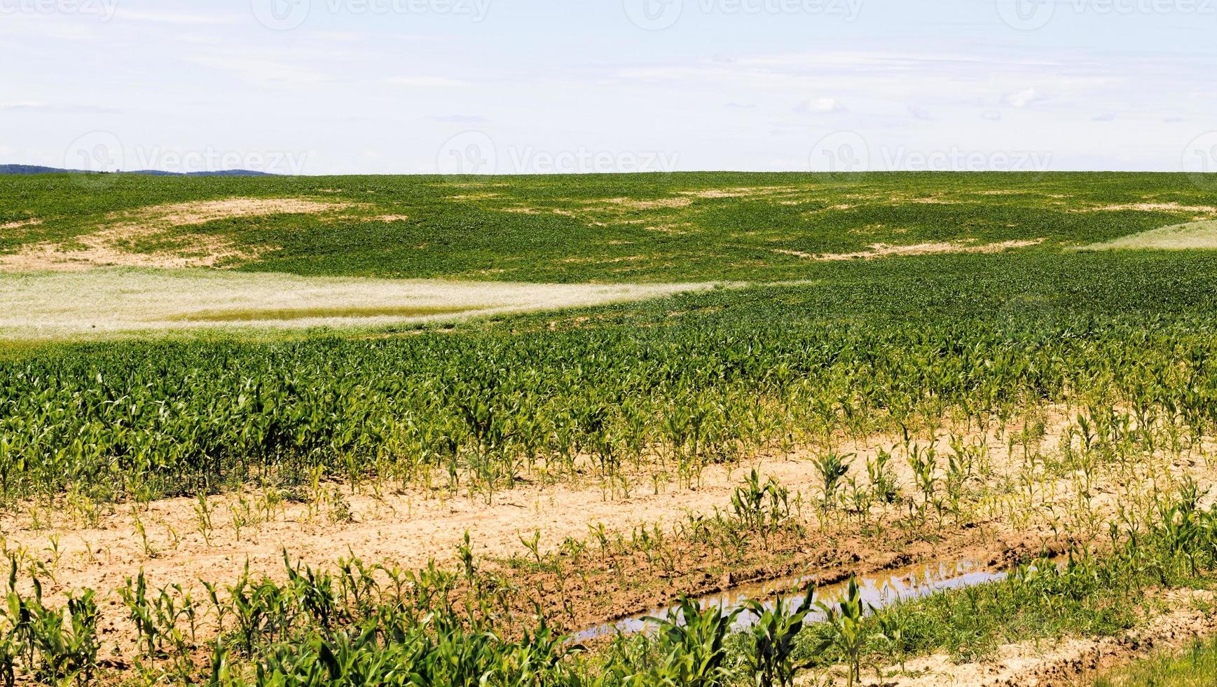 poorly grown sweet corn in the agricultural field photo