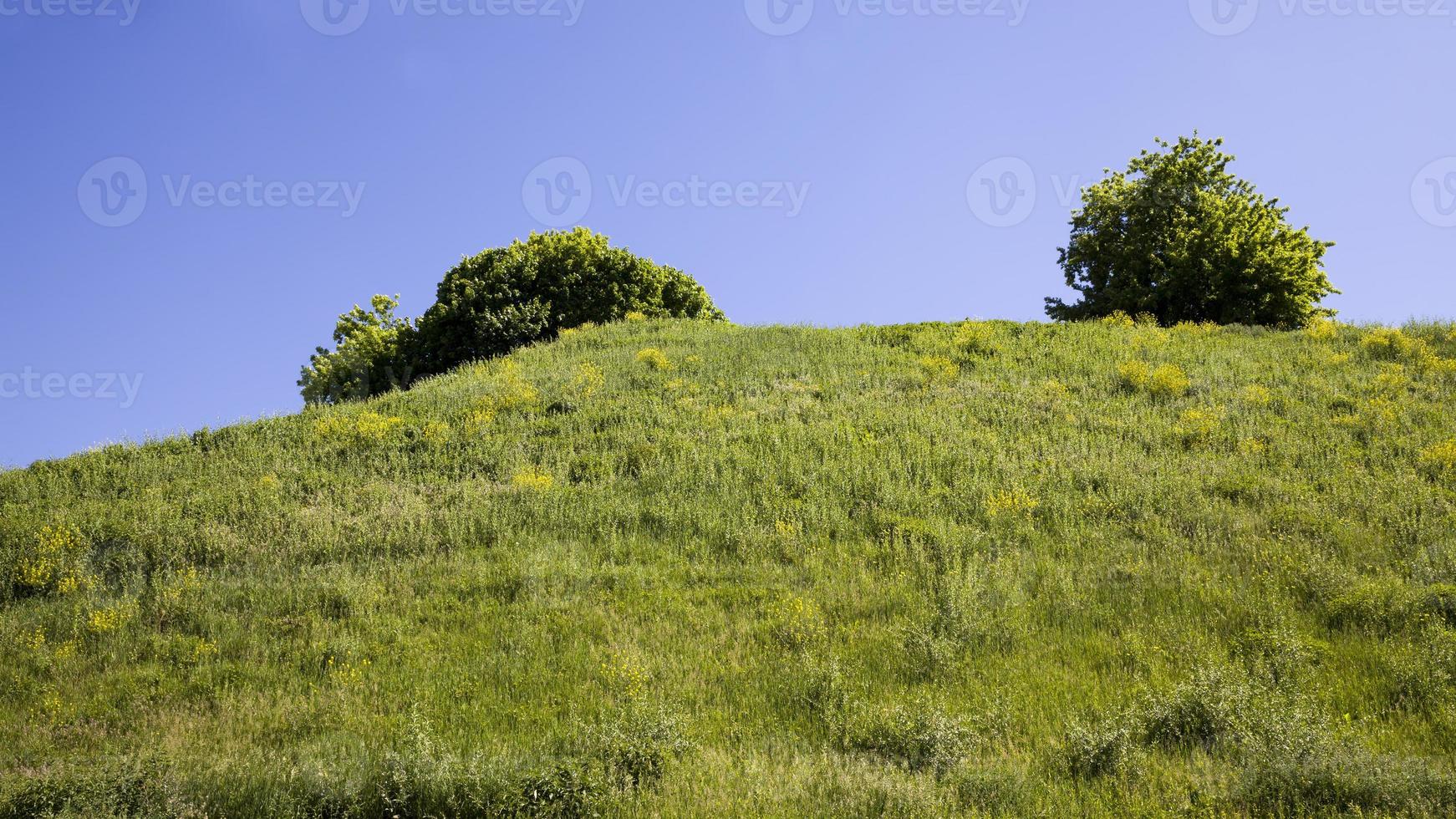 trees covered with green foliage photo