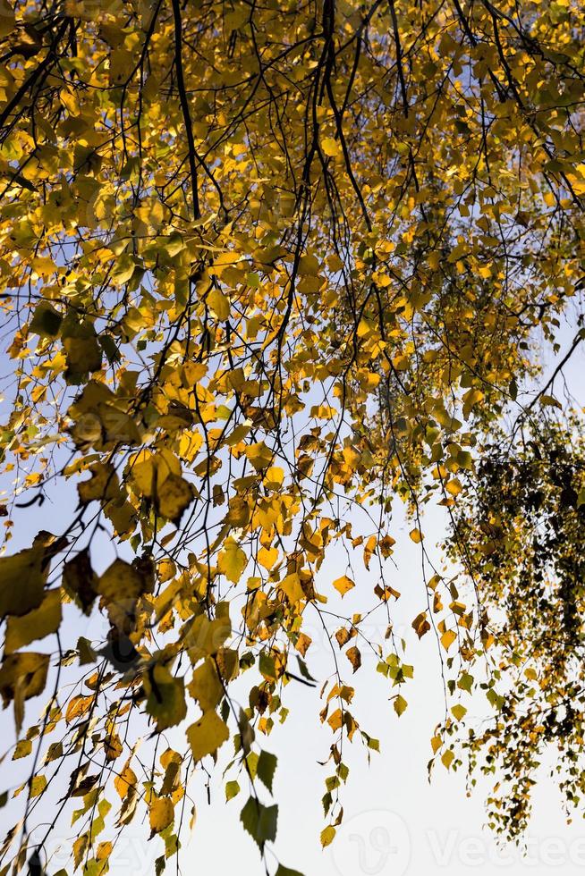 yellow autumn foliage photo