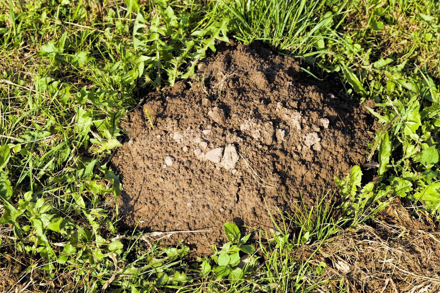mole dug land photo