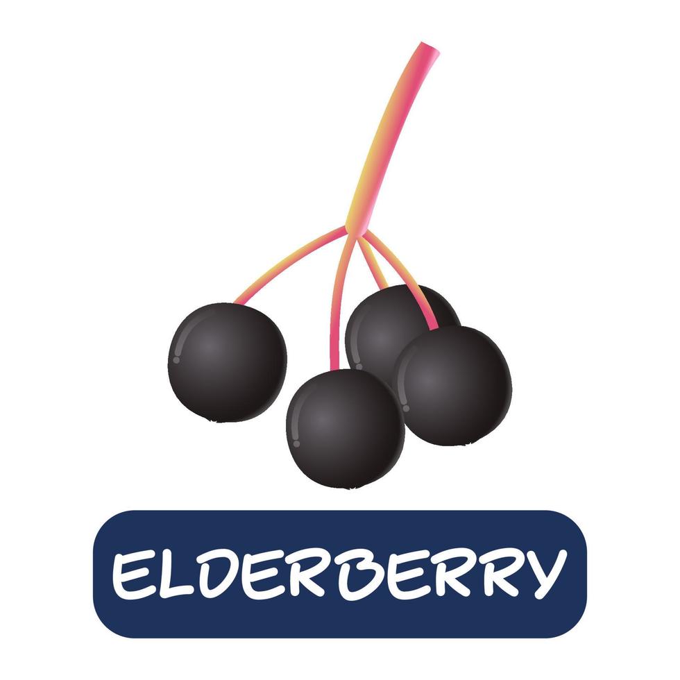 cartoon elderberry fruit vector isolated on white background