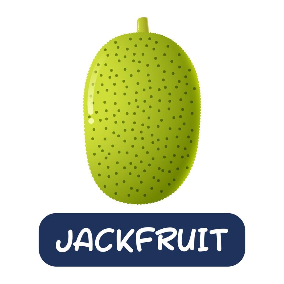 cartoon jackfruit fruit vector isolated on white background