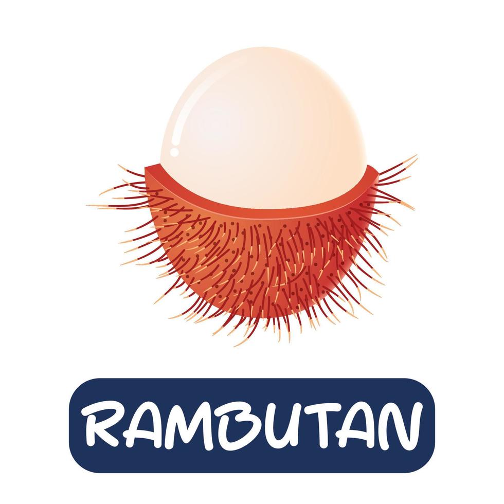 cartoon rambutan fruit vector isolated on white background