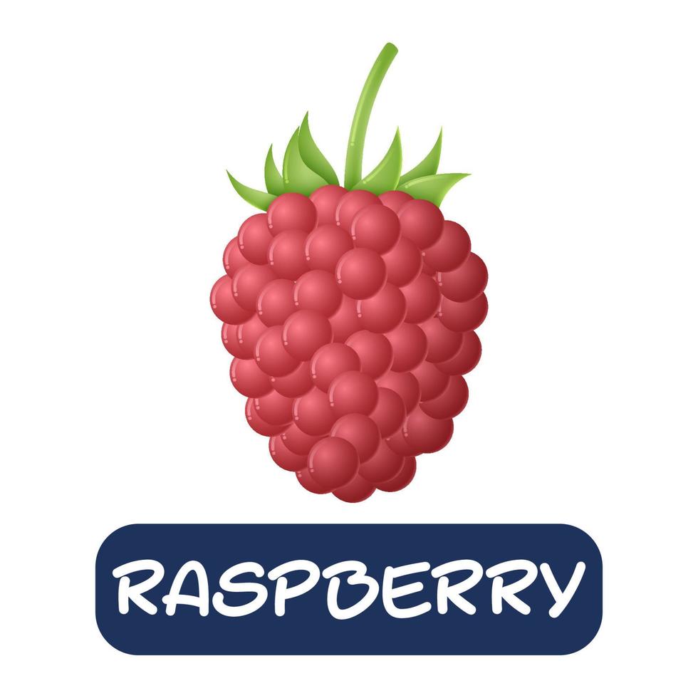 cartoon raspberry fruit vector isolated on white background