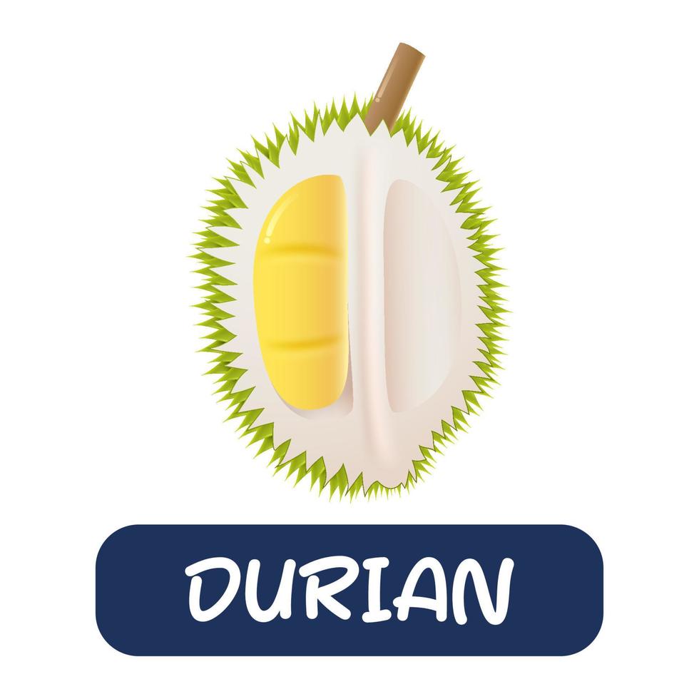 vector de fruta durian de dibujos animados aislado sobre fondo blanco