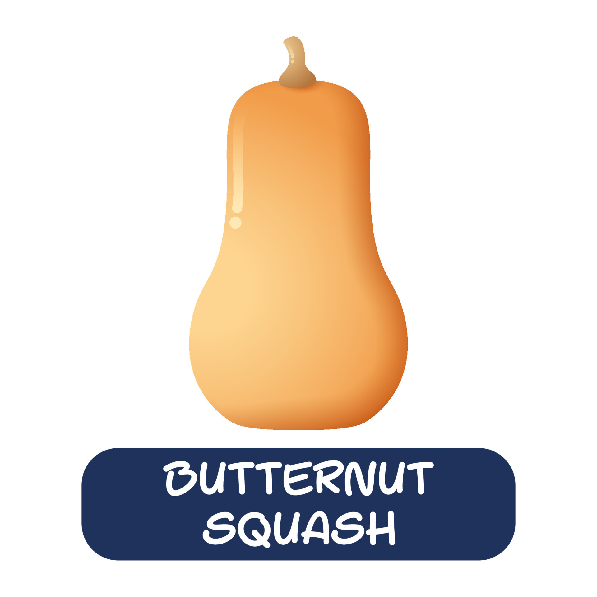 cartoon butternut squash vegetables vector isolated on white background 9422817 Vector Art at