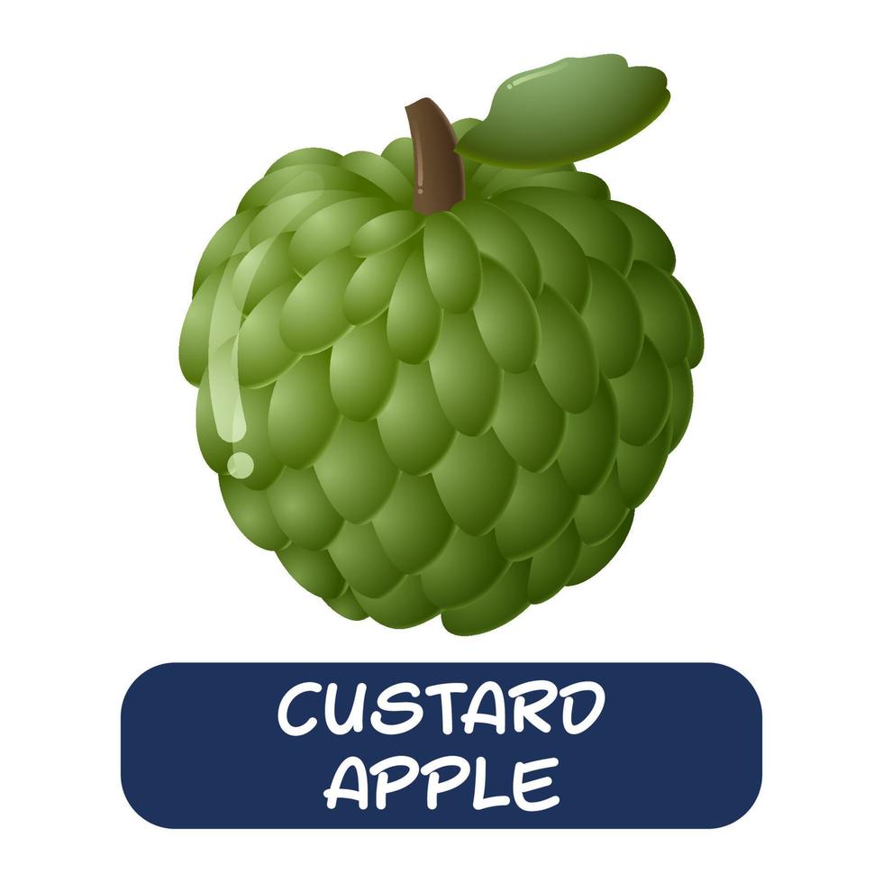cartoon custard apple fruit vector isolated on white background