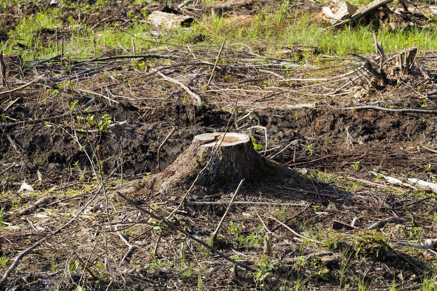 stump from a felled tree photo