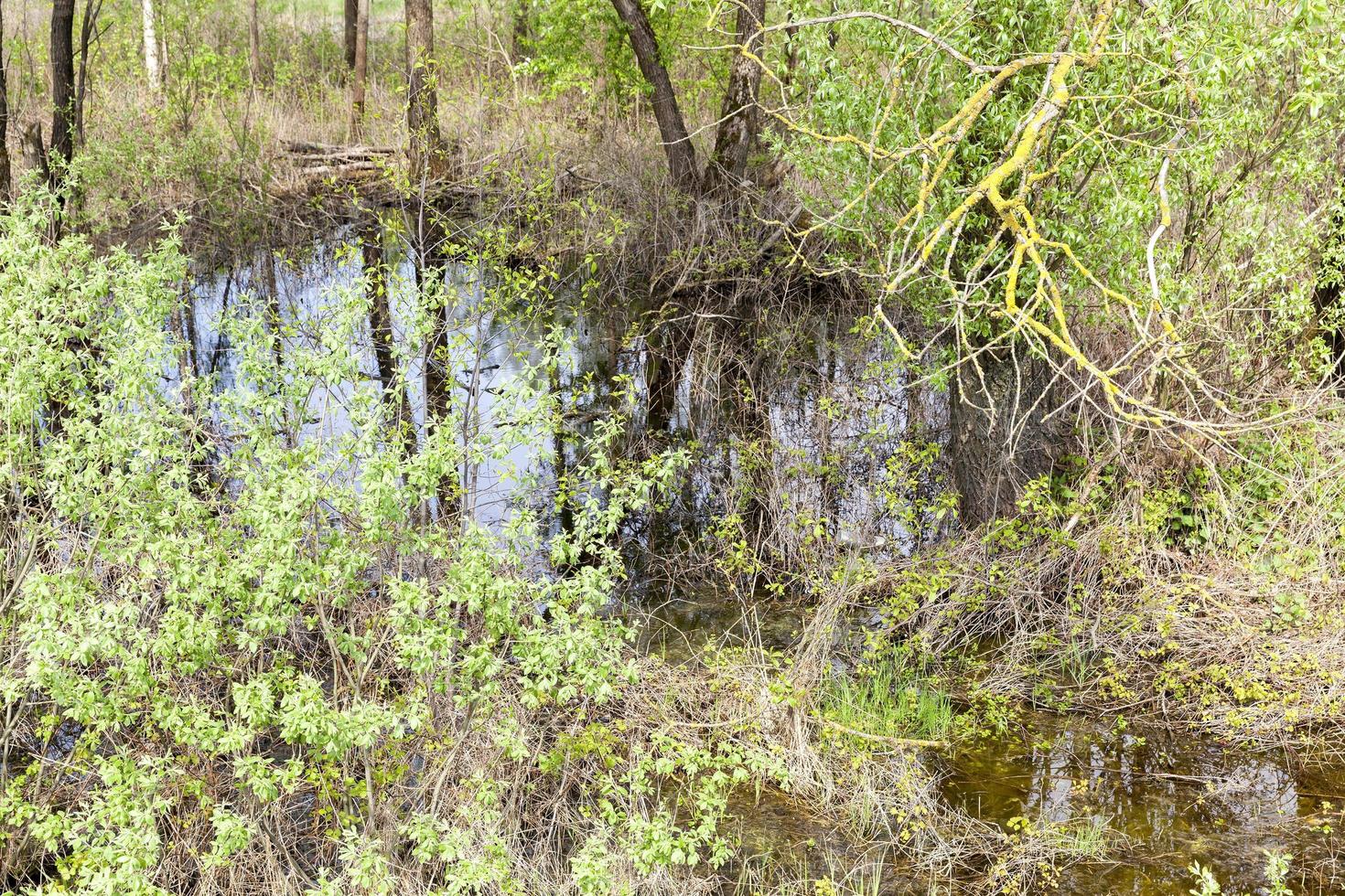 plant growth, close up photo