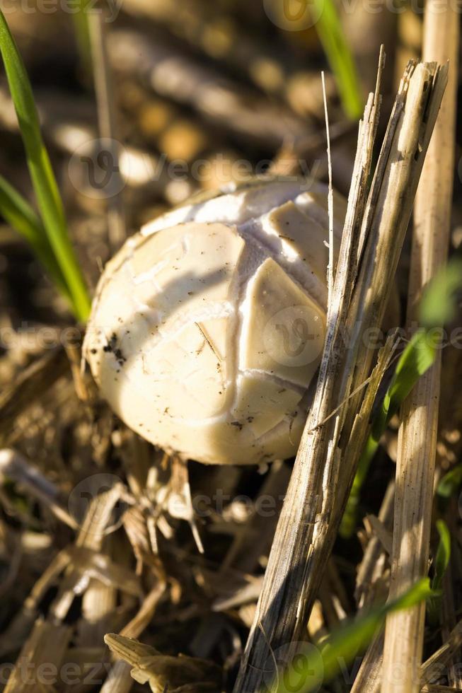 poisonous mushroom, close up photo