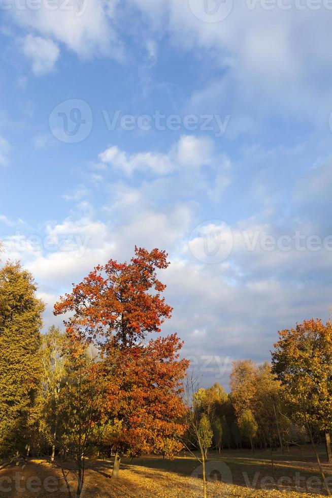 autumn season, park photo