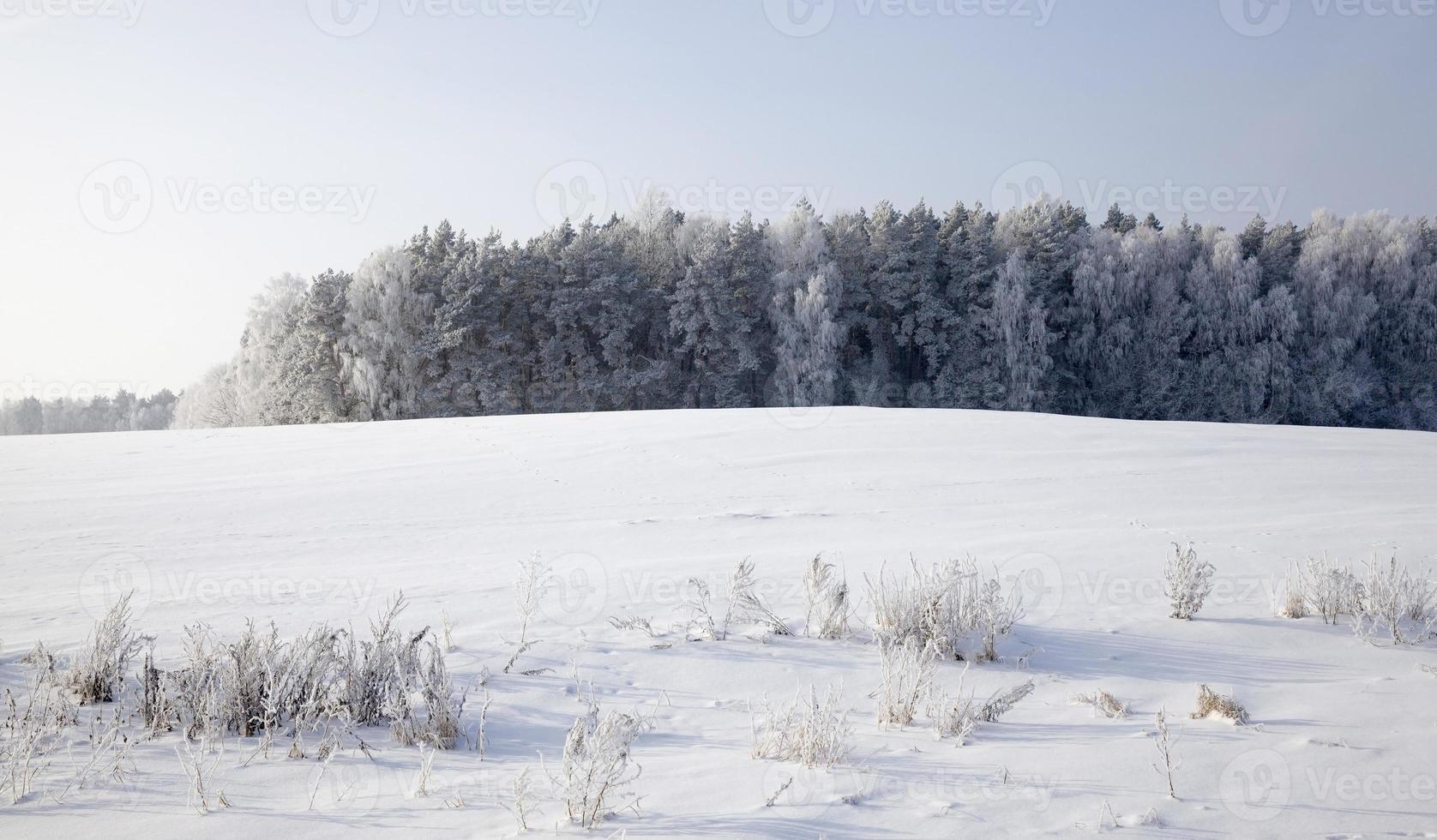 landscape in the winter time photo