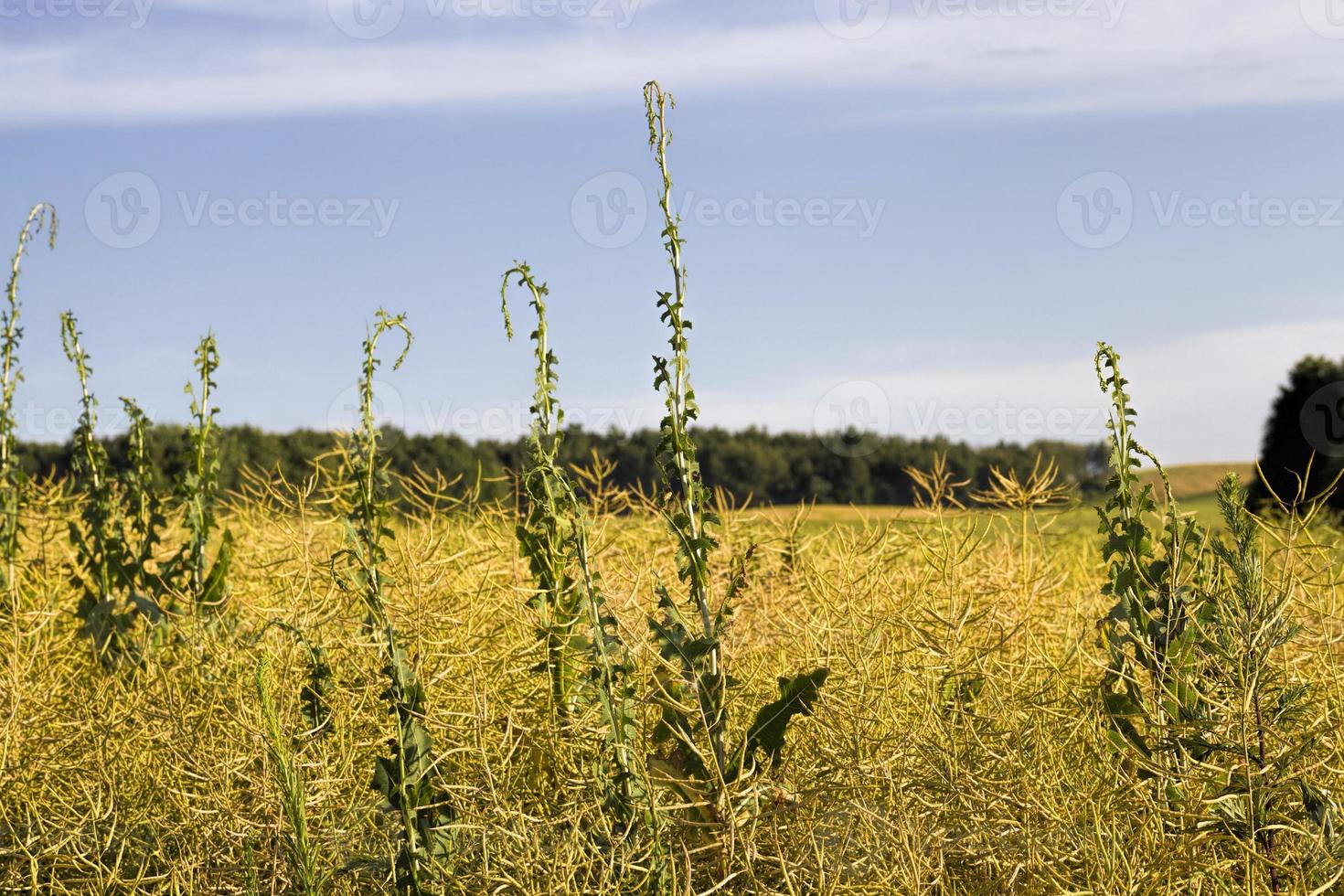 the rapeseed field photo