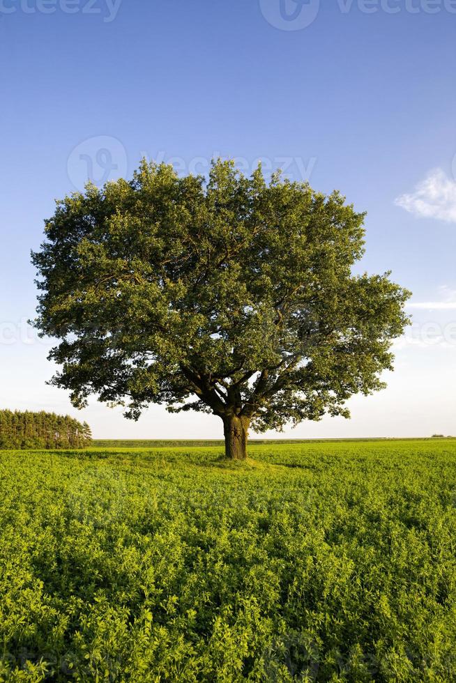 oak growing in a field photo