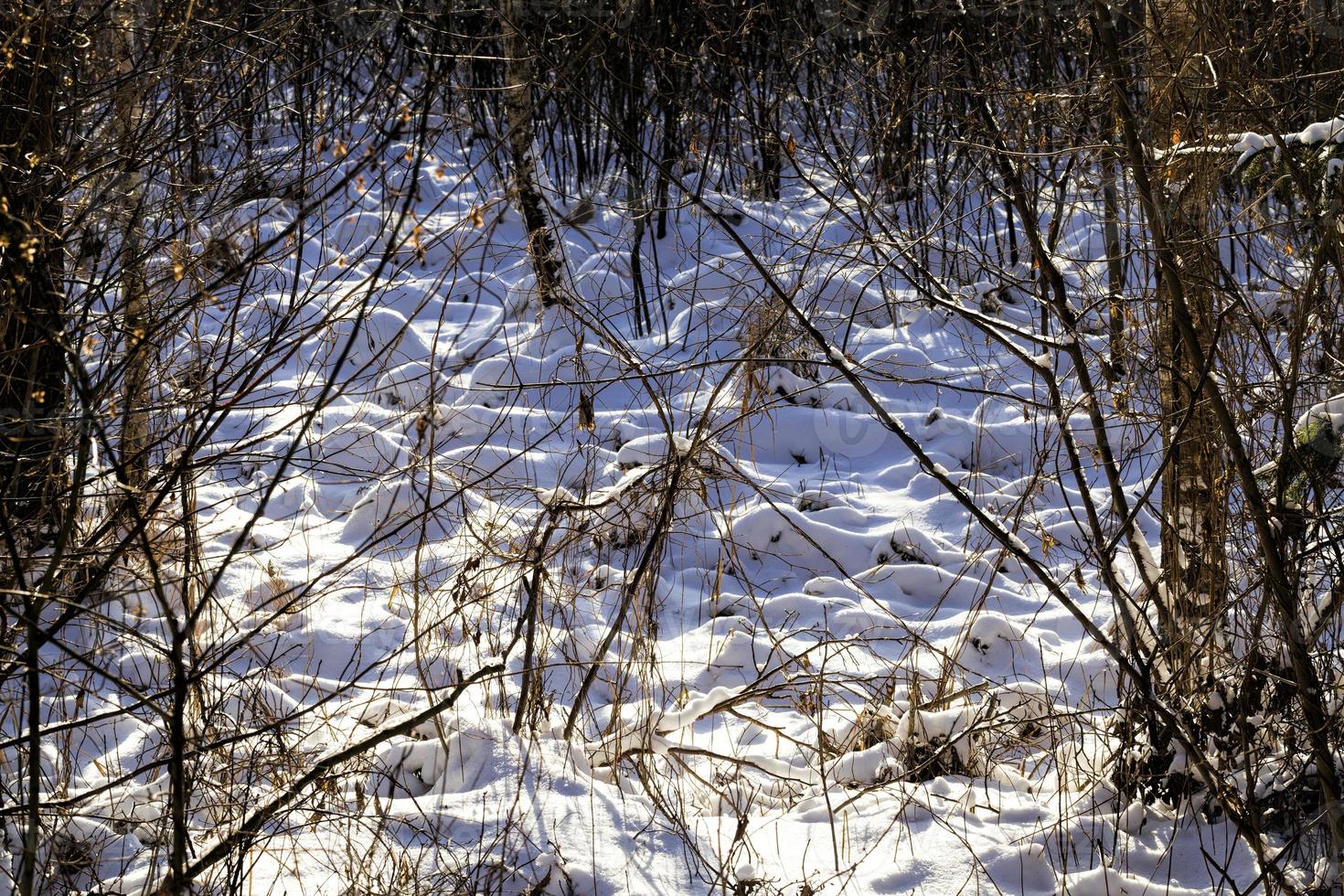 snow forest in winter photo