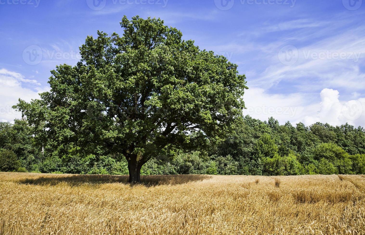 oak lonely growing photo