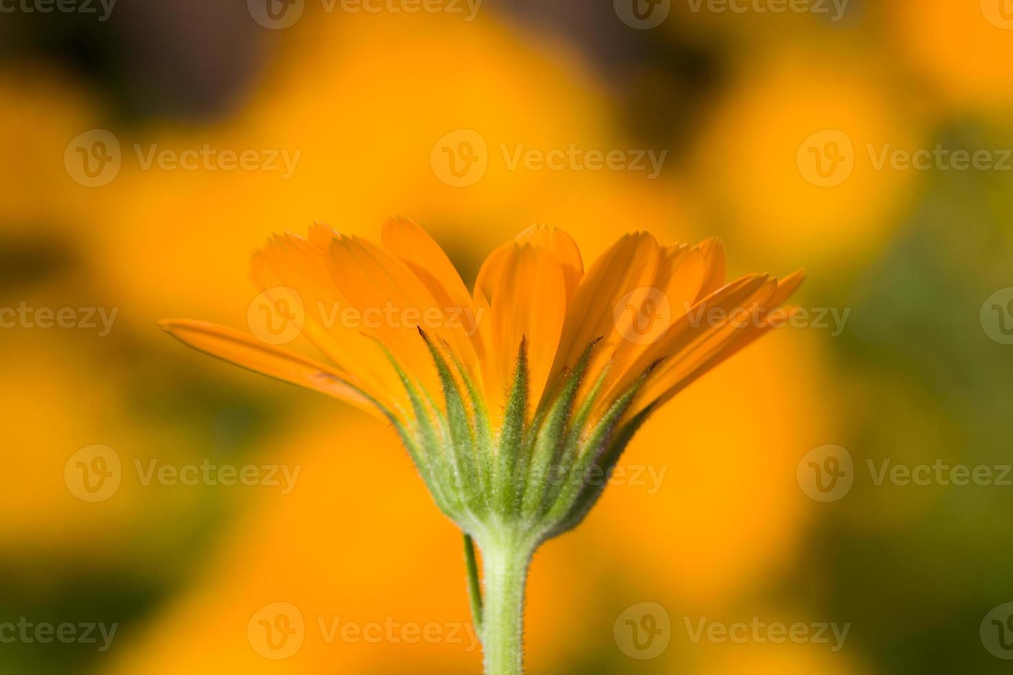 orange calendula flowers photo