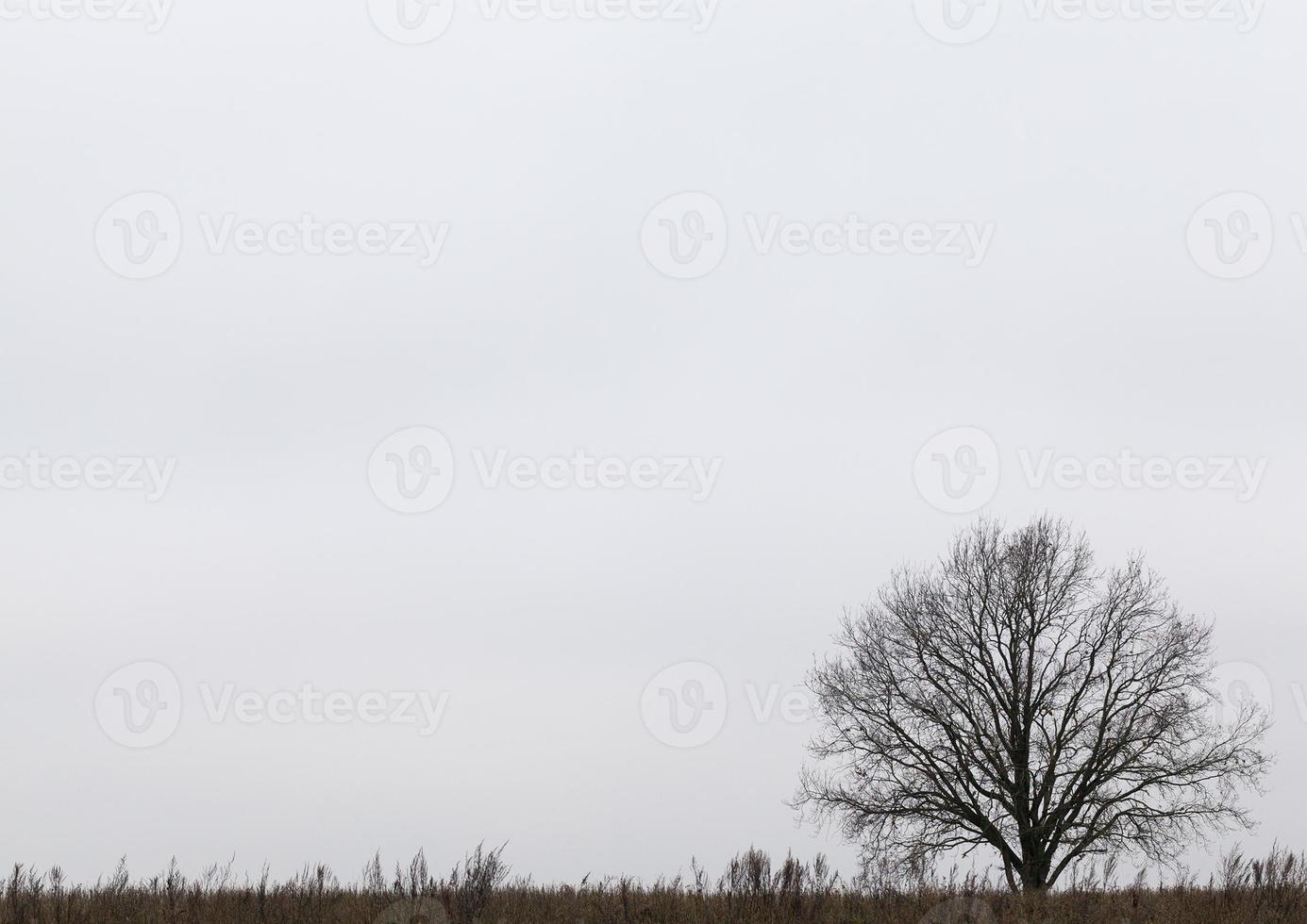 tree on a hill photo