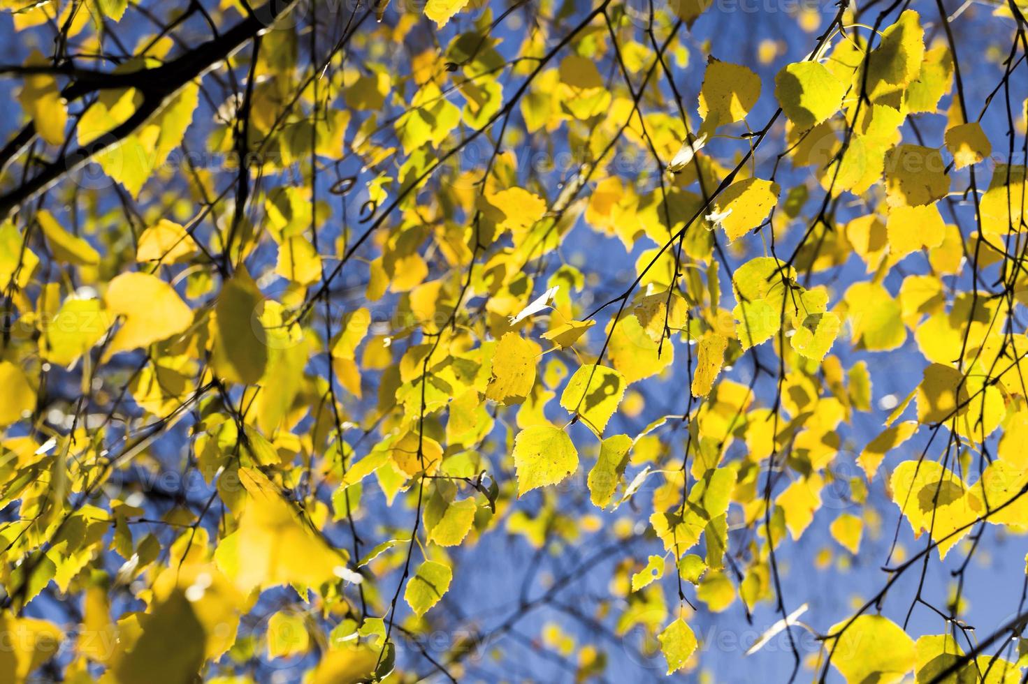 new yellow color of birch leaves photo