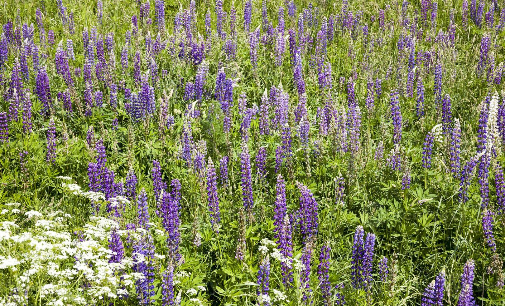 flowering blue lupine photo