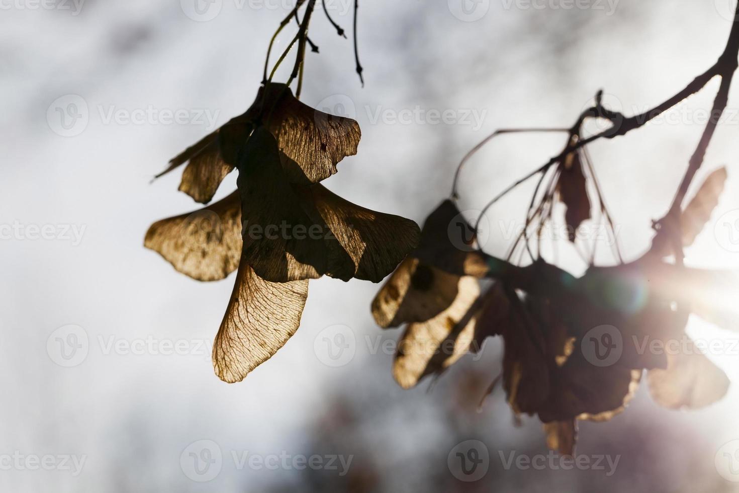 naturaleza otoñal, primer plano foto