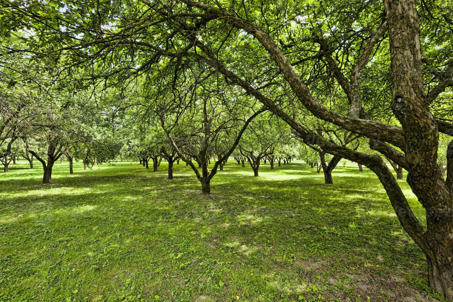 growing trees, park photo