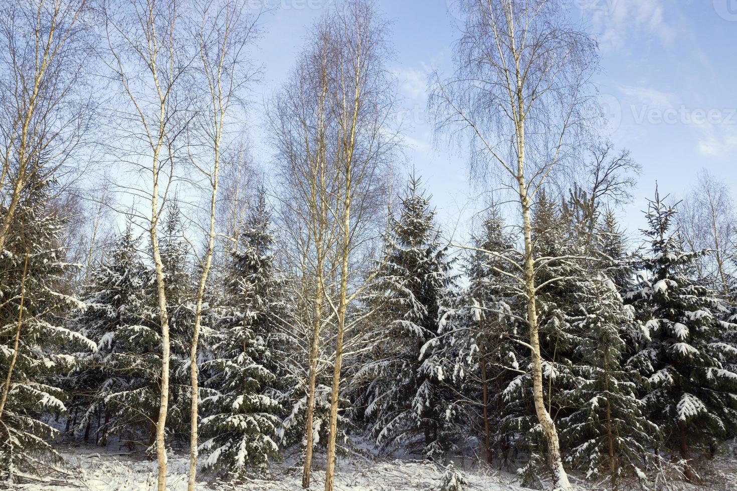 snow covered mixed trees photo
