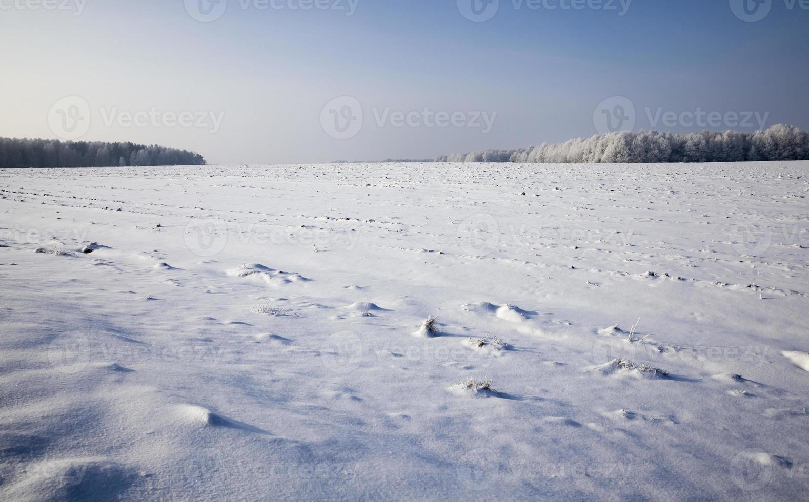 snow covered agricultural field photo
